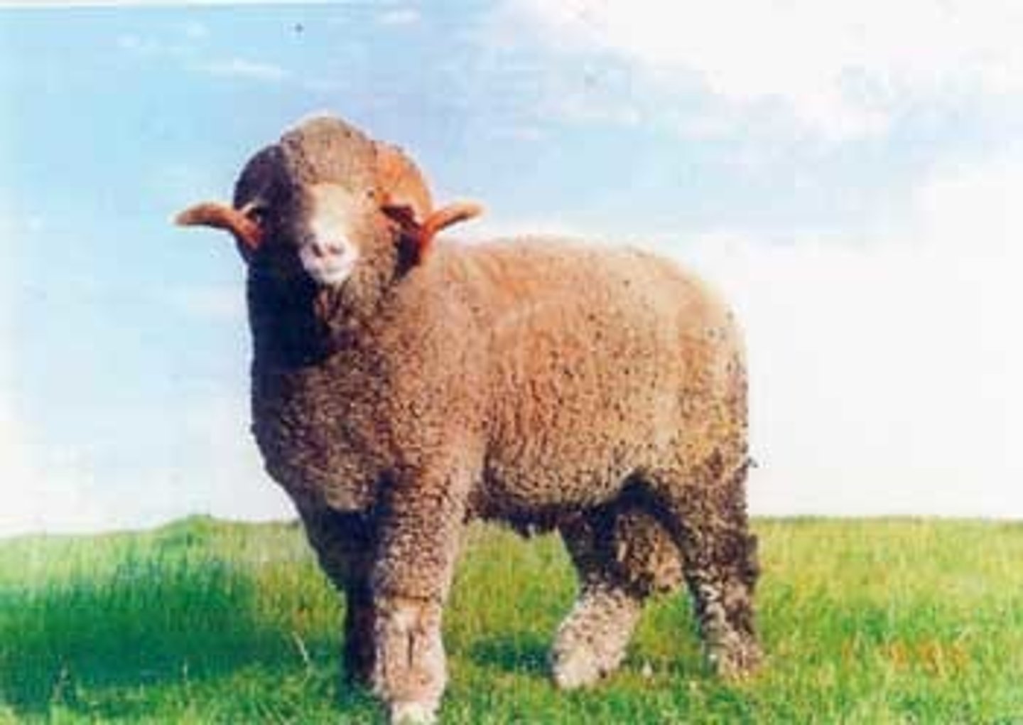 <p>Cream to white in color; wool on legs</p><p>Rams usually horned</p><p>Large (Rams ~300 lb)</p><p>Have a problem with closed faces</p>