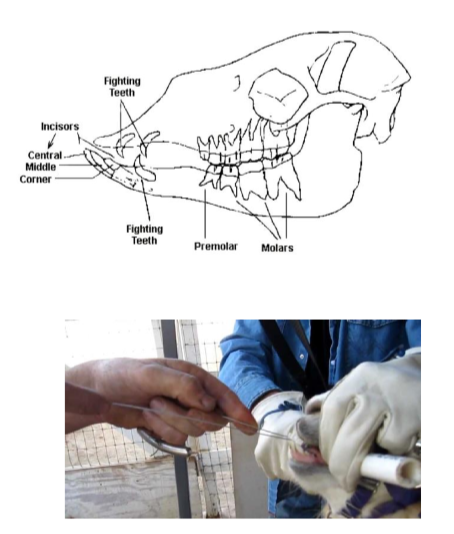 <ul><li><p>Mature male camelids develop <strong>upper and lower canine teeth and upper third incisors, </strong>known as fighting teeth </p></li><li><p>danger to <strong>handlers and other animals </strong>due to their sharpness and size </p></li><li><p><strong>effect of castration on fighting teeth: no change </strong>castration <strong>does not </strong>alter: </p><ul><li><p>the <strong>eruption timetable of fighting teeth </strong></p></li><li><p><strong>the need for cutting the teeth </strong></p></li><li><p><strong>their final size </strong></p></li></ul></li><li><p>trimming techniques </p><ul><li><p>sedation </p></li><li><p>motorized tooth saw </p></li><li><p>OB wire </p></li></ul></li></ul><p></p>