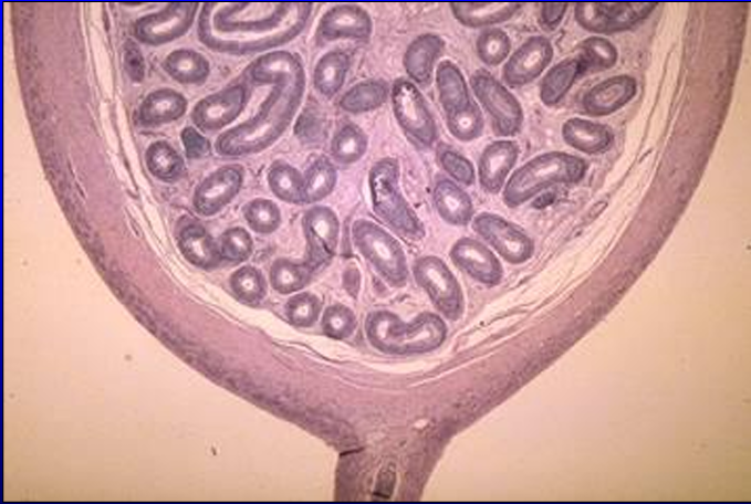<p>Identify the structure:</p><p>Specie:</p>