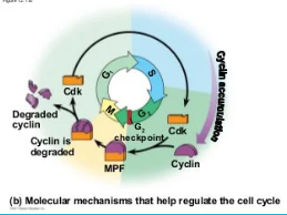 <p>Cyclin, CDK, &amp; MPF Cycle </p>