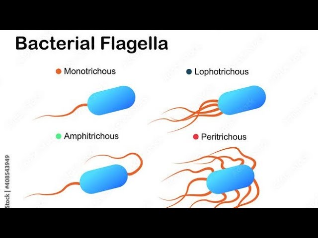 <ul><li><p>motile - whip like filaments</p></li><li><p>made of flagellin (a type of protein)</p></li><li><p>monotrichous - single + one ended</p></li><li><p>lopotrichous - many + one ended</p></li><li><p>peritrichous - all over outer surface</p></li></ul><p></p>