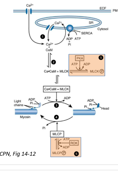 <ol><li><p>stijging intracellulaire Ca → Ca2+ bindt aan calmoduline</p></li><li><p>calmoduline activeert MLCK</p></li><li><p>MLCK fosforyleert myosinehoofdje → interactie actine en myosine</p></li><li><p>MLCP defofsforyleert myosine hoofdje</p></li><li><p>myosine bindt niet opnieuw met actine → spier relaxeert (tenzij opnieuw wordt gefosforyleerd)</p></li></ol><p></p>