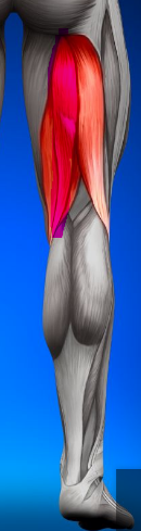 <p>Semitendinosus</p>