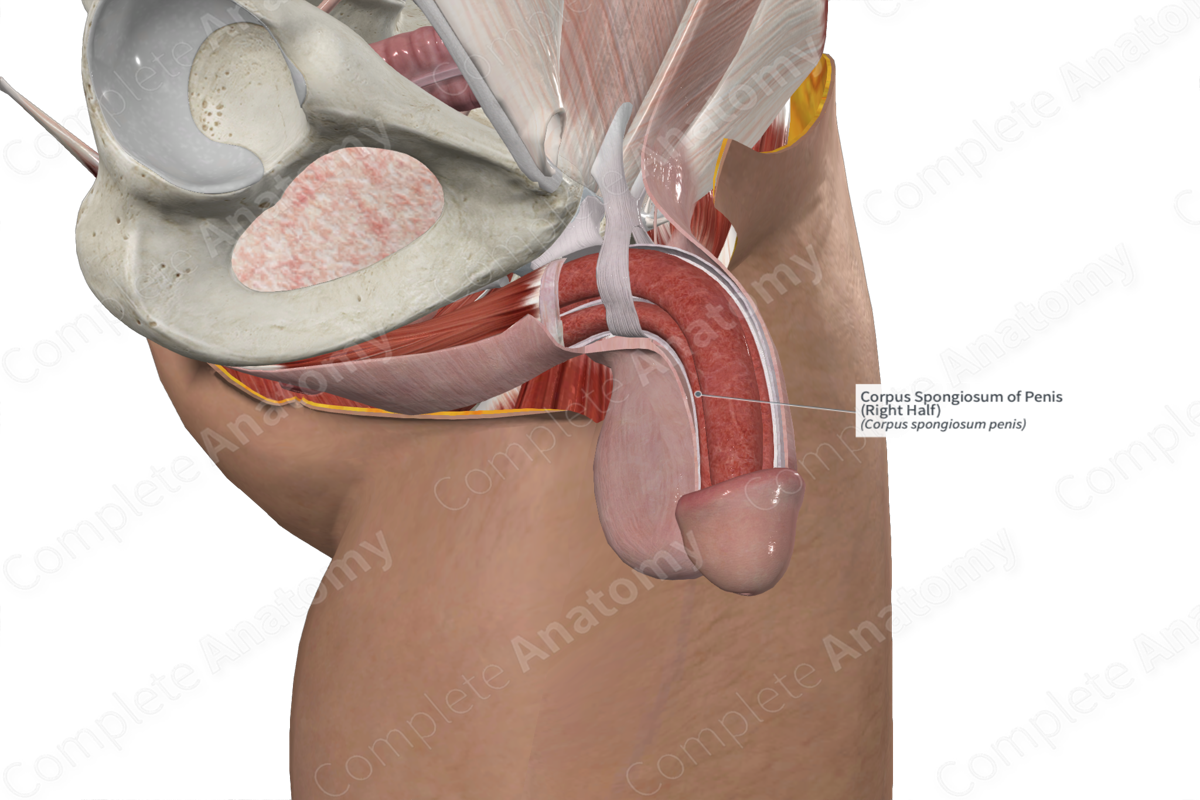 <p>Corpus spongiosum: what is contained inside this erectile tissue?</p>
