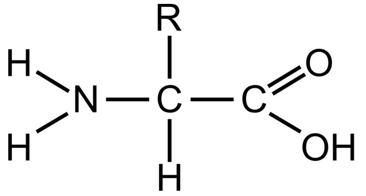 <p>This part of an amino acid is acidic</p>
