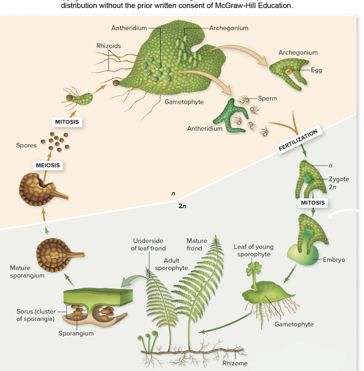 <p>sporangium, meiosis, gametophyte, swim, archegonia, sporophyte</p>