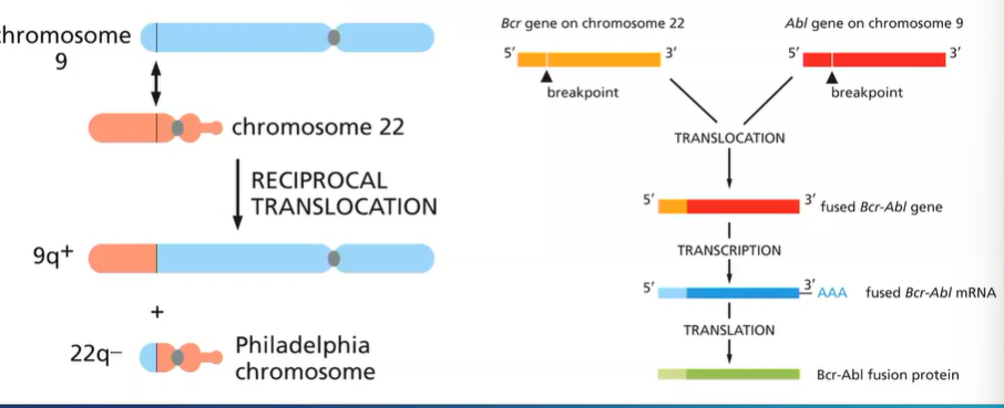 <p>reciprocal translocation between chromosome 9 and 22</p><p>‘Philadelphia chromosome ‘ - small chromosome</p><p>Bcr-Abl fusion protein - active all the time - to undergo cell cycle</p>