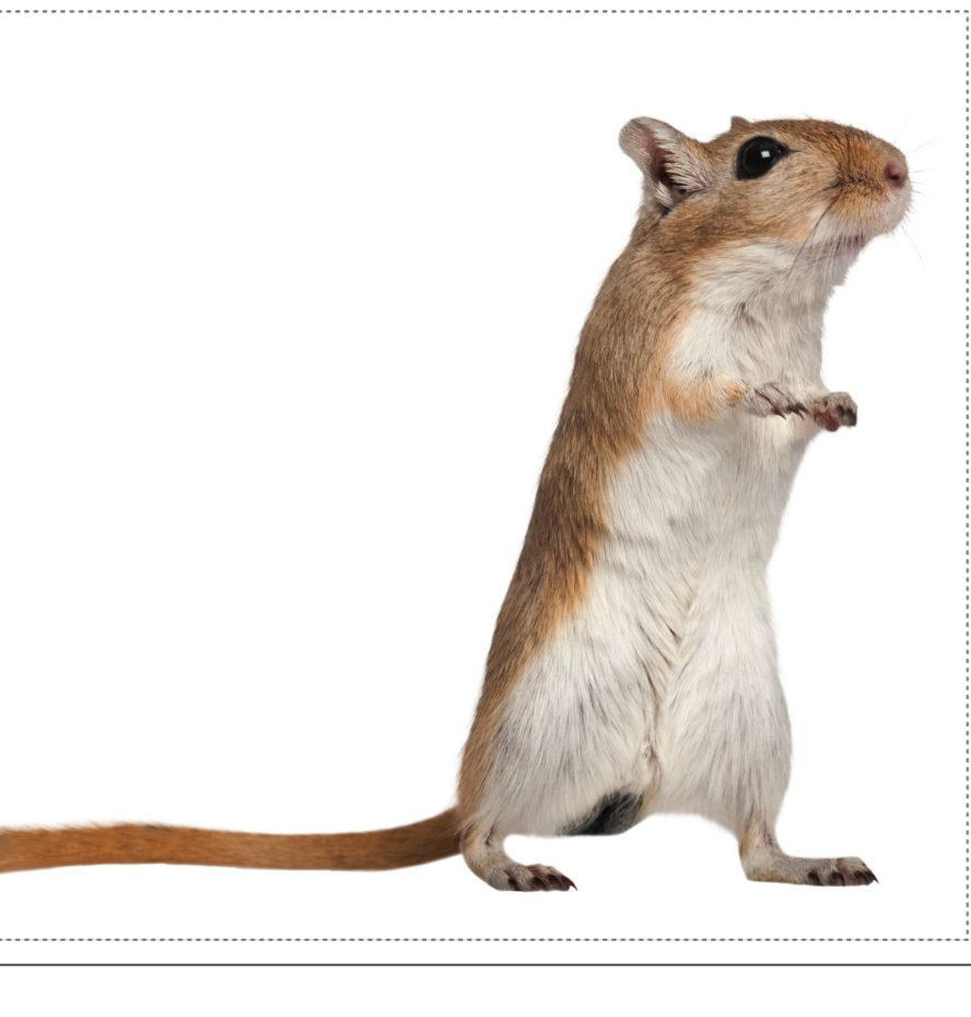 <p><span style="font-family: "Calisto MT";"><span>Ze worden ook wel woestijnratjes genoemd</span></span></p>