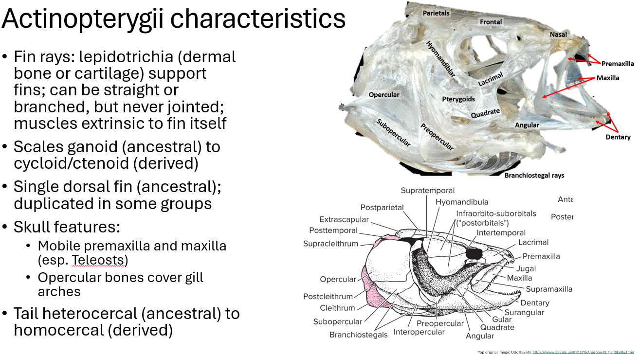 <p>the mobile premaxilla and maxilla allows it to snap its jaw open and closed really fast</p>