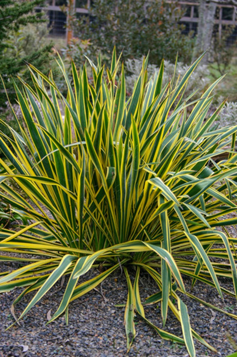 <p>yellow outside yucca</p>