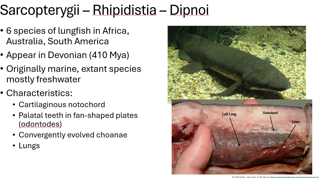 <p><span>•Cartilaginous notochord</span></p><p><span>•Palatal teeth in fan-shaped plates (odontodes)</span></p><p><span>•Convergently evolved choanae</span></p><p><span>•Lungs </span></p>