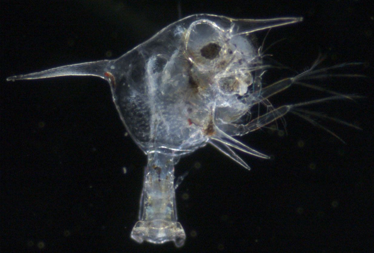 <p>crab larvae </p>