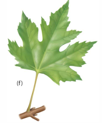 <p>Several primary veins fan out from base of blase</p>