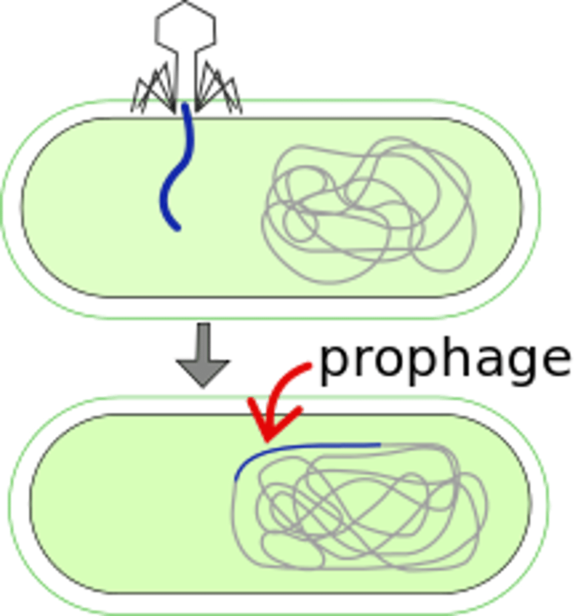 <p>When the viral DNA is incorporated into bacterial DNA.</p>