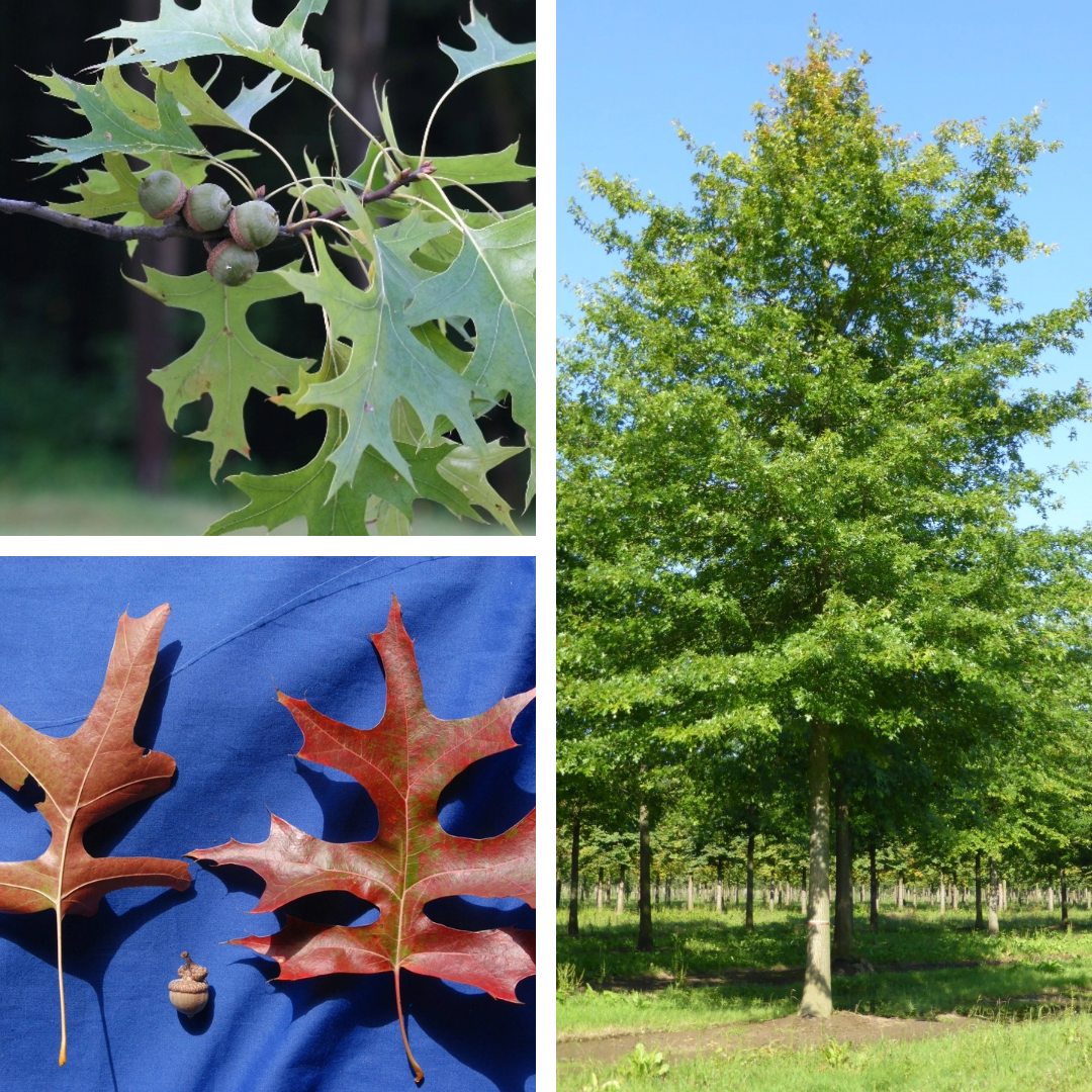 <p>Pin Oak</p>