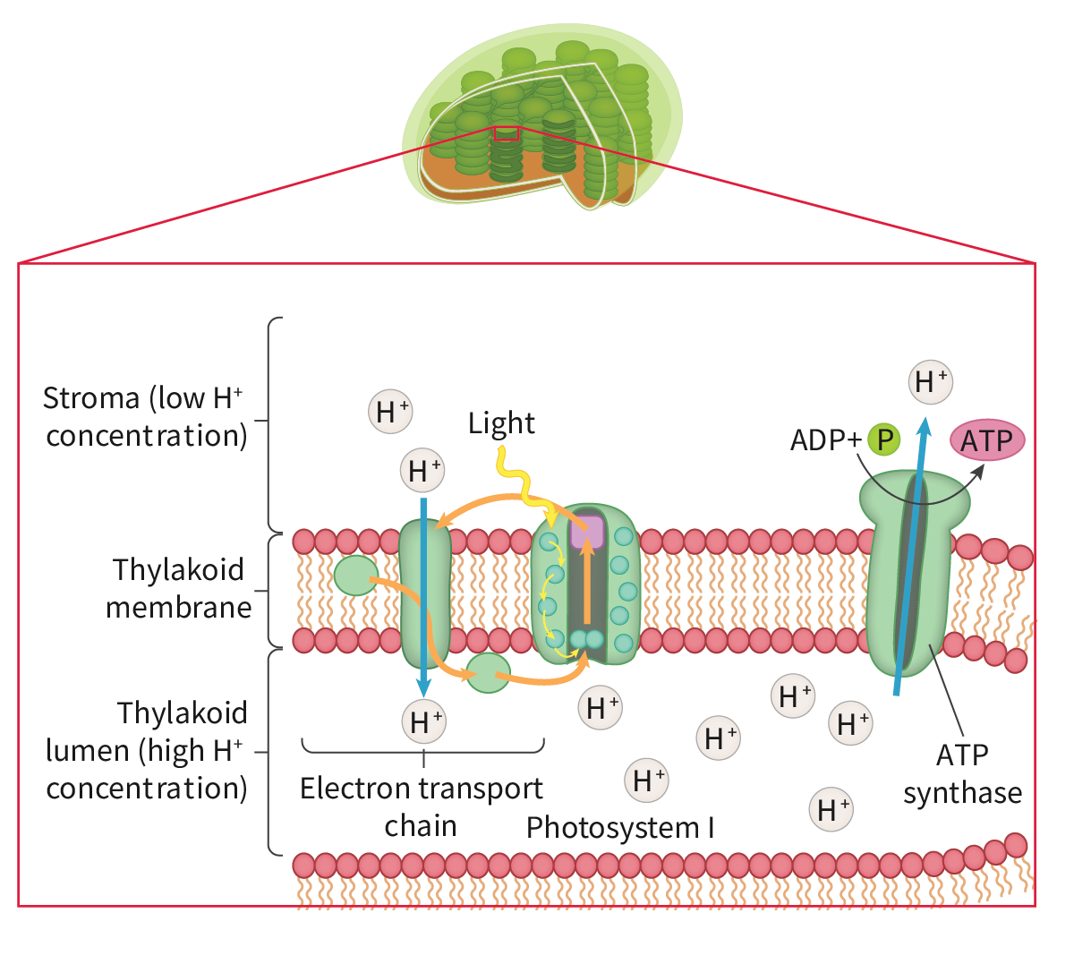 <ul><li><p>Cyclic photophosphorylation involves <strong>photosystem I (PSI) only</strong></p></li></ul><ul><li><p><strong>Light is absorbed</strong> by photosystem I (located in the thylakoid membrane) and passed to the photosystem I <strong>primary pigment </strong>(P700)</p></li><li><p>An <strong>electron</strong> in the primary pigment molecule (i.e. the chlorophyll molecule) is <strong>excited</strong> to a <strong>higher energy level </strong>and is emitted from the chlorophyll molecule in a process known as <strong>photoactivation</strong></p></li><li><p>This excited electron is captured by an electron acceptor, transported via a <strong>chain of electron carriers</strong> known as an <strong>electron transport chain </strong>before being passed back to the chlorophyll molecule in photosystem I</p></li><li><p>As electrons pass through the electron transport chain they provide energy to transport protons (H<sup>+</sup>) from the stroma to the thylakoid lumen via a <strong>proton pump</strong></p></li><li><p>A build-up of protons in the thylakoid lumen can then be used to drive the <strong>synthesis of ATP</strong> from ADP and an inorganic phosphate group (P<sub>i</sub>) by the process of <strong>chemiosmosis</strong></p></li><li><p><strong>Chemiosmosis</strong> is the movement of chemicals (protons) down their concentration gradient, the energy released from this can be used by ATP synthase to synthesise ATP</p></li><li><p>The ATP then passes to the<strong> light-independent reactions</strong></p></li></ul><p></p>