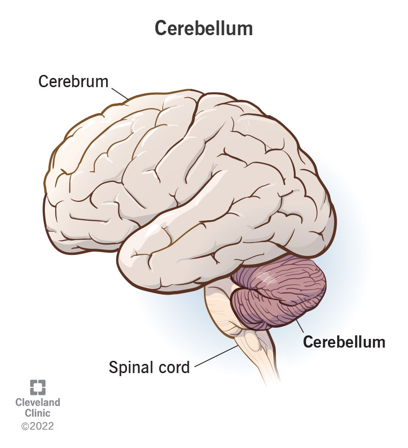 <p>Apart of the brain located inferior to the cerebrum which monitors and adjusts ongoing information, by comparing arriving sensations with previous sensations, allowing the individual to do the same movements.</p>