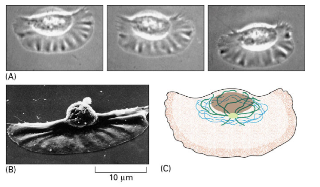 <p>epidermal cells from fish/amphibian skin; useful model system for studying cell motility since they are big and fast</p><p>epithelial cell - large, one of the fastest migrating cells; very persistent, organizes migration through an internal signal (important for healing wounds)</p>