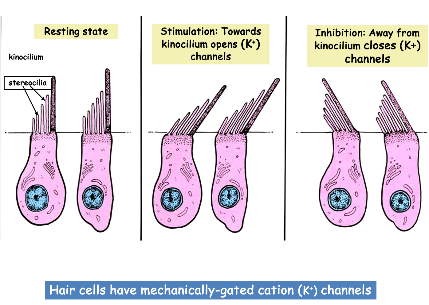<p>crista - hair cells</p><p>ampulla - swelling at the base of SCC</p>