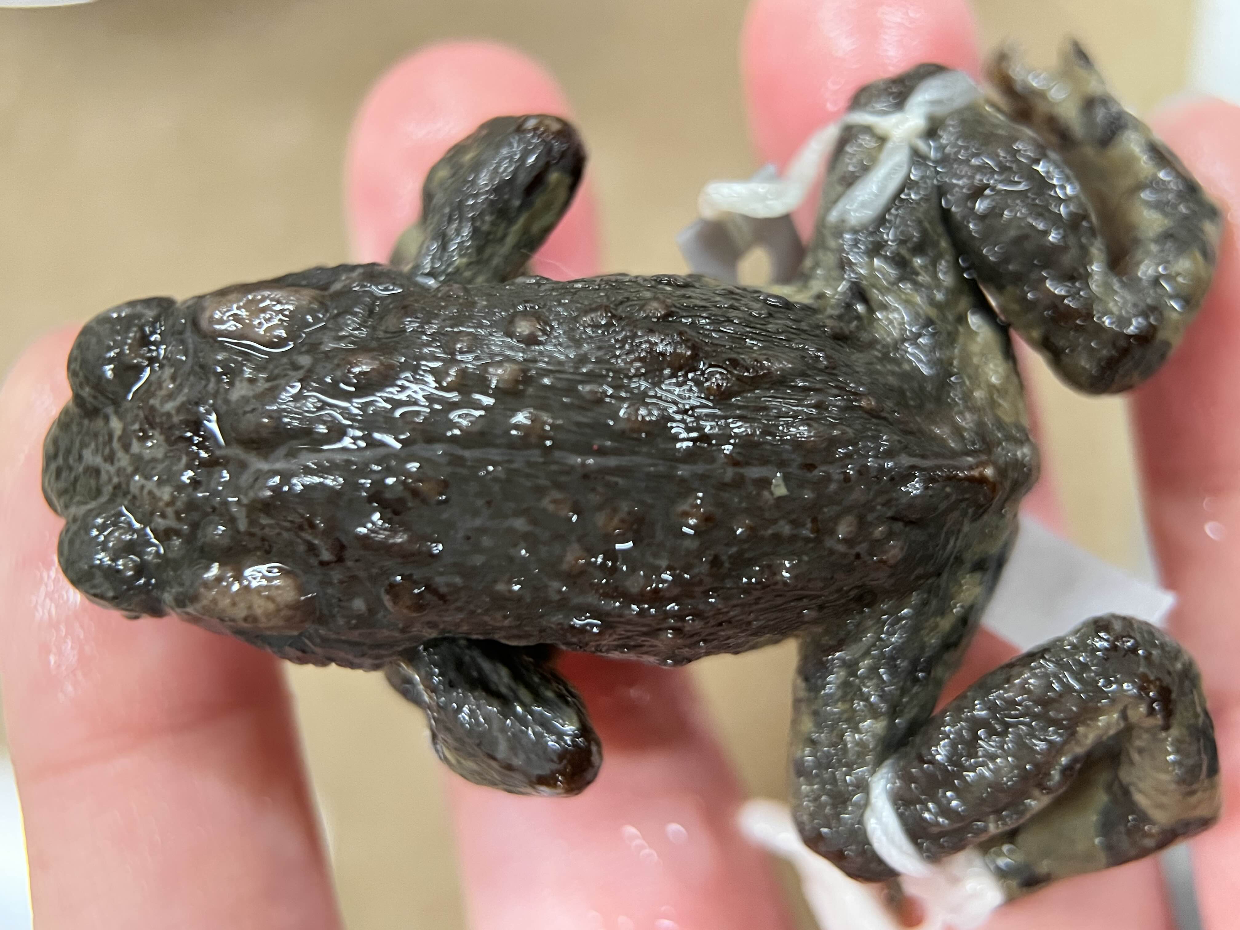 <p>Family + species?</p><ul><li><p><strong>Black dorsal</strong></p></li><li><p>mottled ventral</p></li><li><p>Threatened (State)</p></li></ul><p></p>