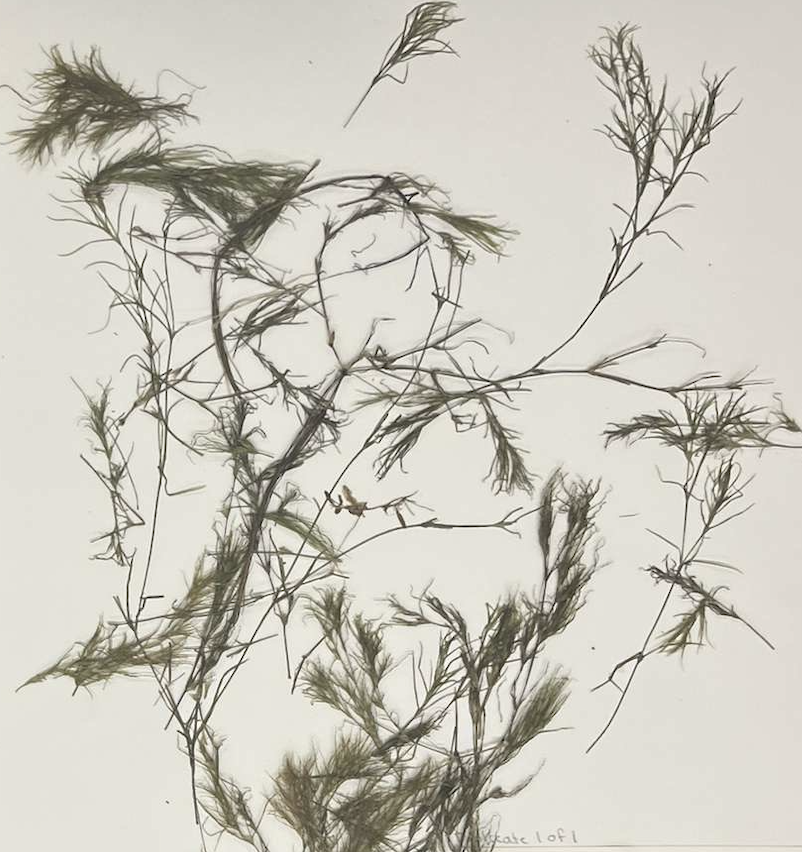 <p>plant?</p>