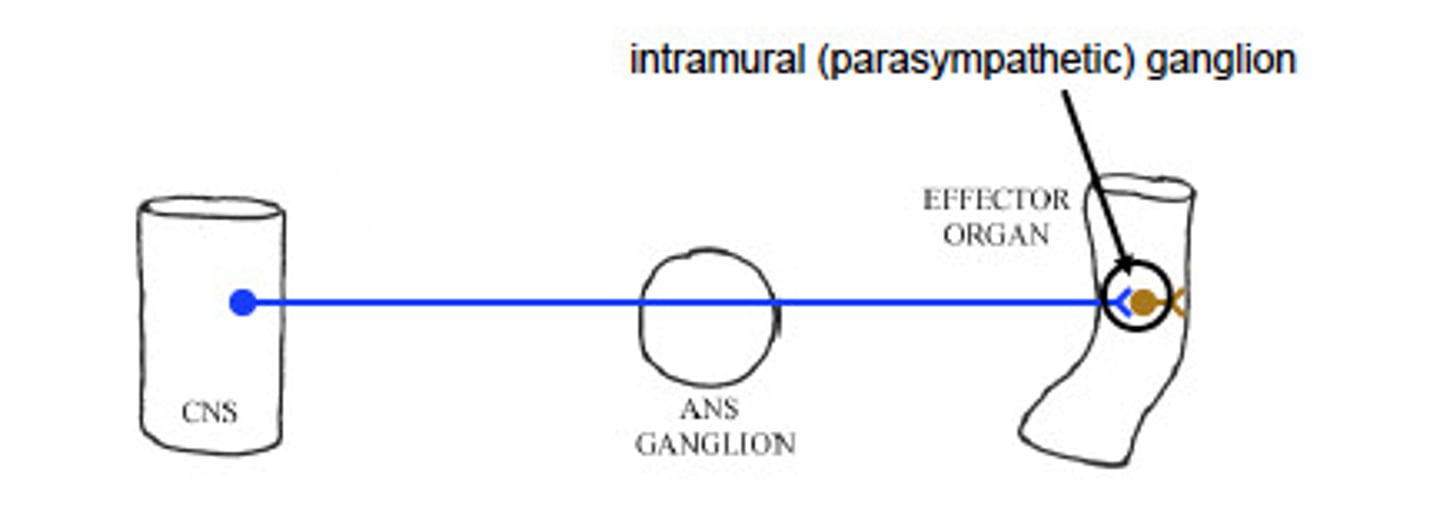 <p>Ganglion located within the target organ.</p>