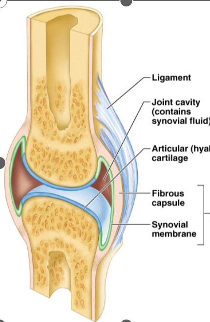 <p>Synovial membrane</p>