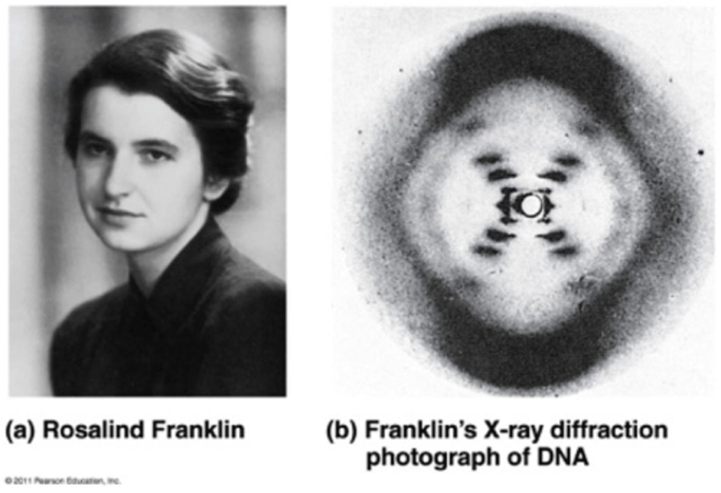 <p>Used X-ray diffraction to discover the double-helical structure of DNA (photo 51!); research on the structure of coal led to better gas masks for WWII; advancing knowledge of the structure of viruses</p>