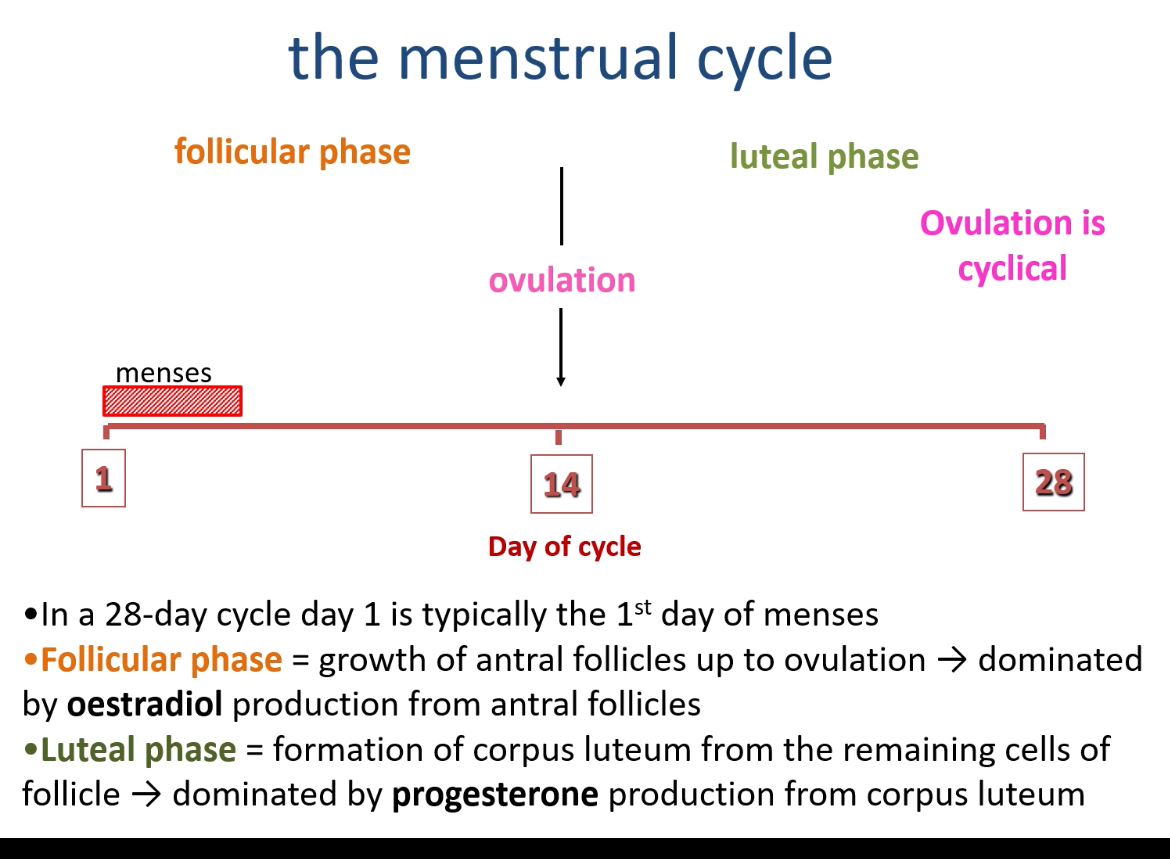 <p>What are the two main phases of the menstrual cycle and what occurs in each?</p>
