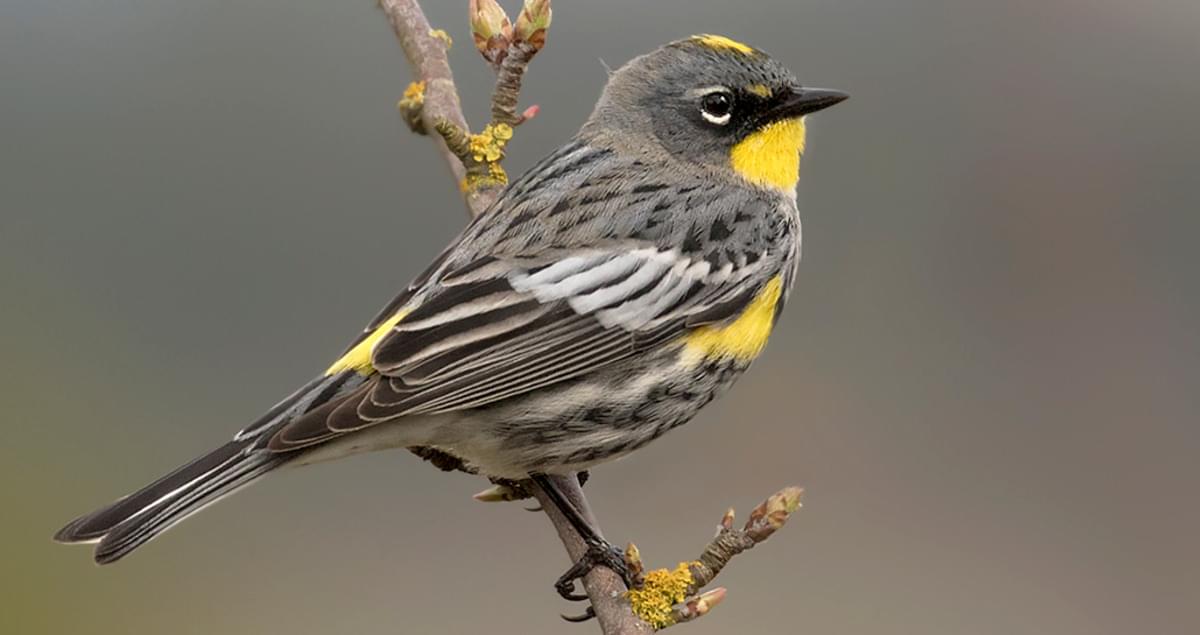 <p><span>Yellow-rumped warbler</span></p>