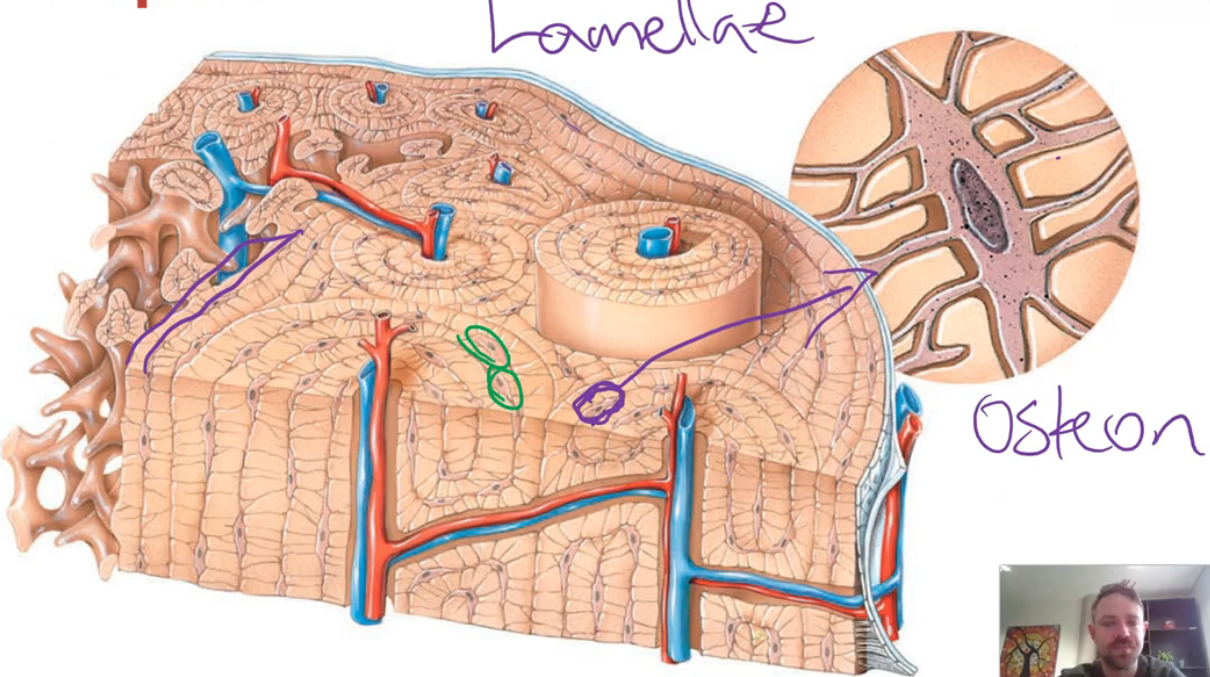 <ul><li><p>Also called <strong>cortical bone tissue</strong>, it is <strong>more dense</strong> than spongy bone. It has <strong>fewer spaces</strong> and is the <strong>stronger tissue</strong> of the two</p></li><li><p>It is found on the <strong>outer aspect </strong>of a bone, <strong>beneath the periosteum or articular cartilage</strong>. It consists of repeating units called <strong>osteons,</strong> which are <strong>concentric lamellae</strong> (rings of tissue) that surround a central canal, which contains vessels and nerves</p></li><li><p>At various points in between the lamellae are <strong>osteocytes</strong>. Other types of lamellae fill the spaces between and around osteons</p></li></ul><p></p>