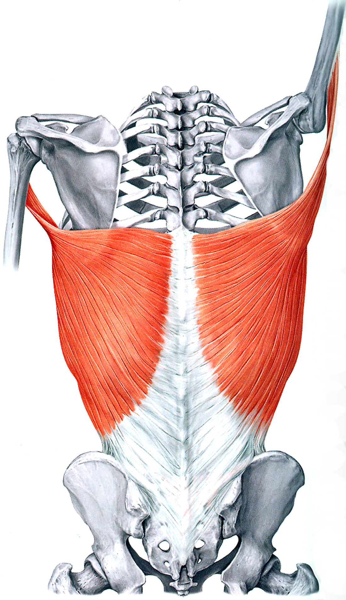 <p>Shoulder extension/adduction.</p>