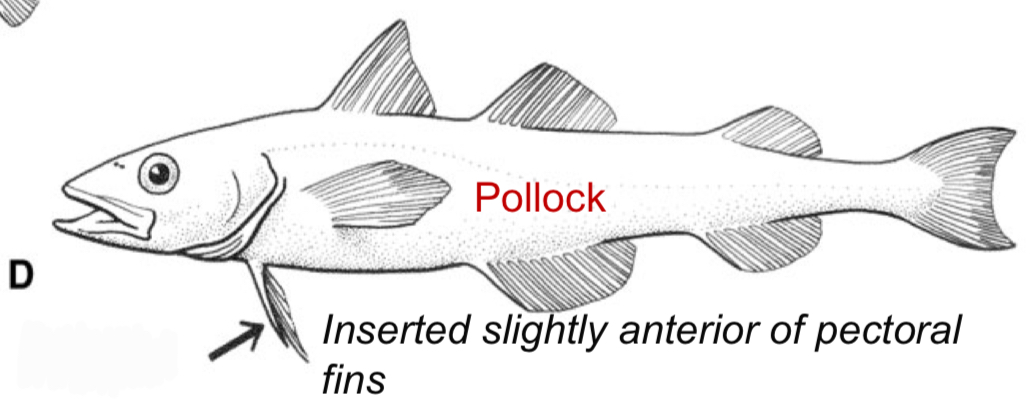 <p>Where is the pelvic fin positioned on this fish?</p>