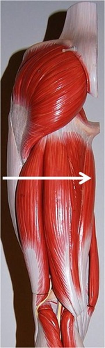 <p>moves thighs together</p>