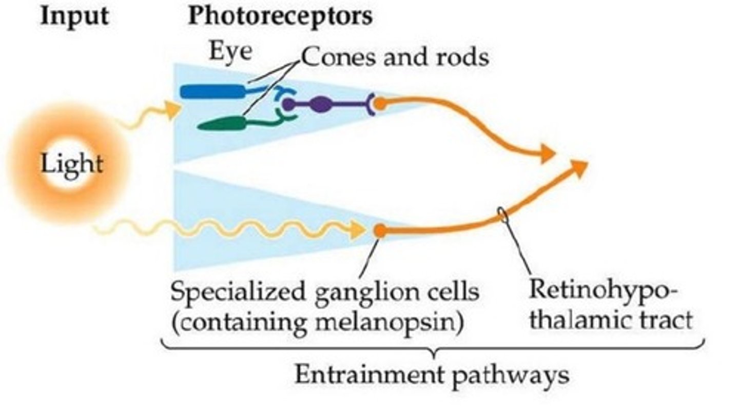 <p>Light-sensitive photopigment in retinal ganglion cells</p><p>- explains why some blind individuals entrain to light</p>