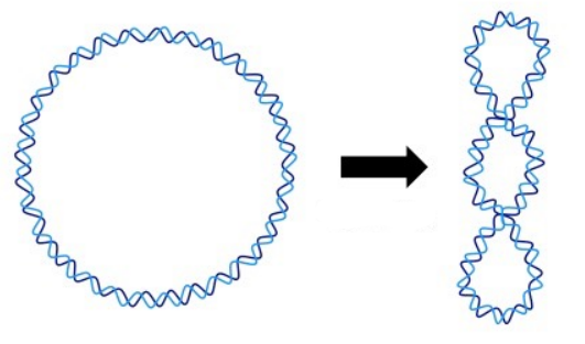 <p>DNA twists on itself</p>