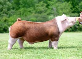 <p>Dual purpose breed, red with white markings on head and lower body.</p>