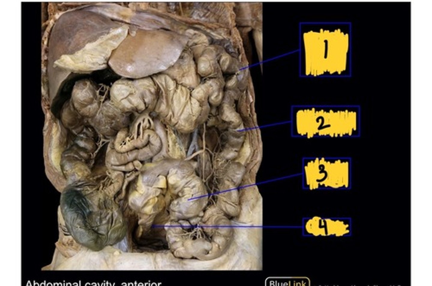 knowt flashcard image