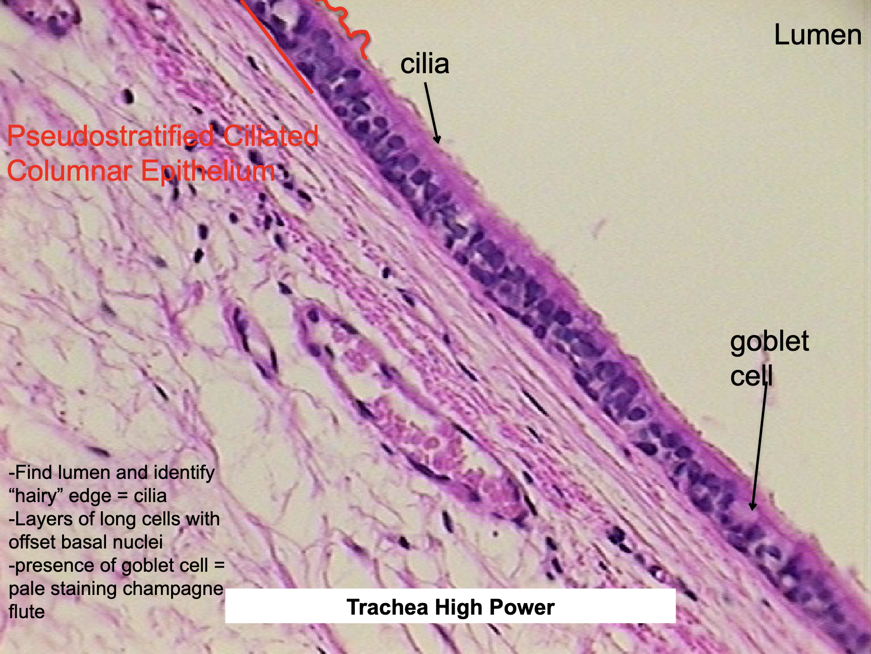 <ul><li><p>trachea, nasal cavity, bronchi</p></li><li><p>absorption, secretion, exchange </p></li></ul><p></p>