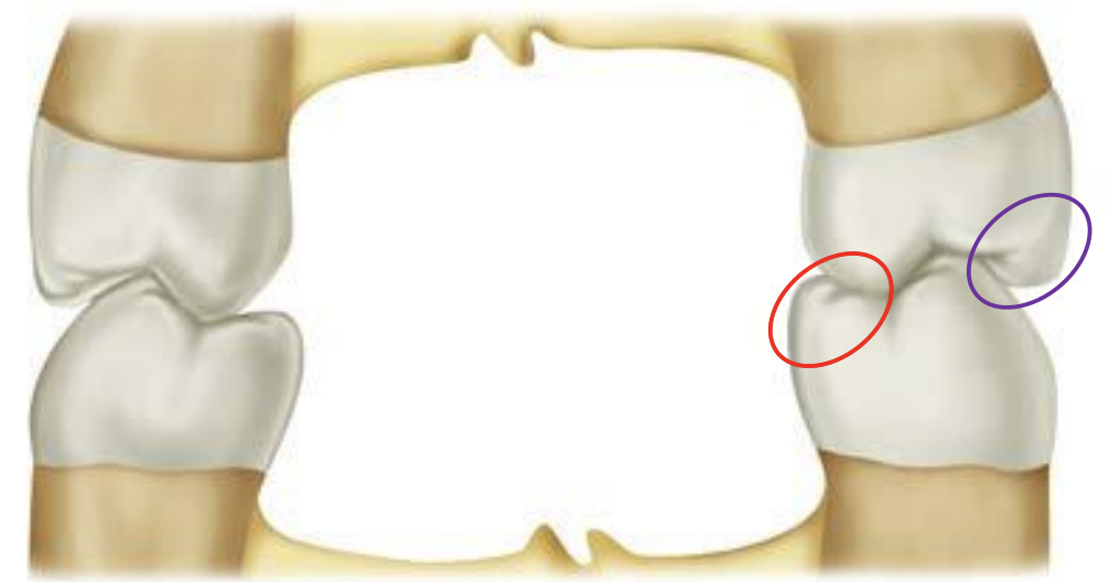 <p>buccal, lingual </p>