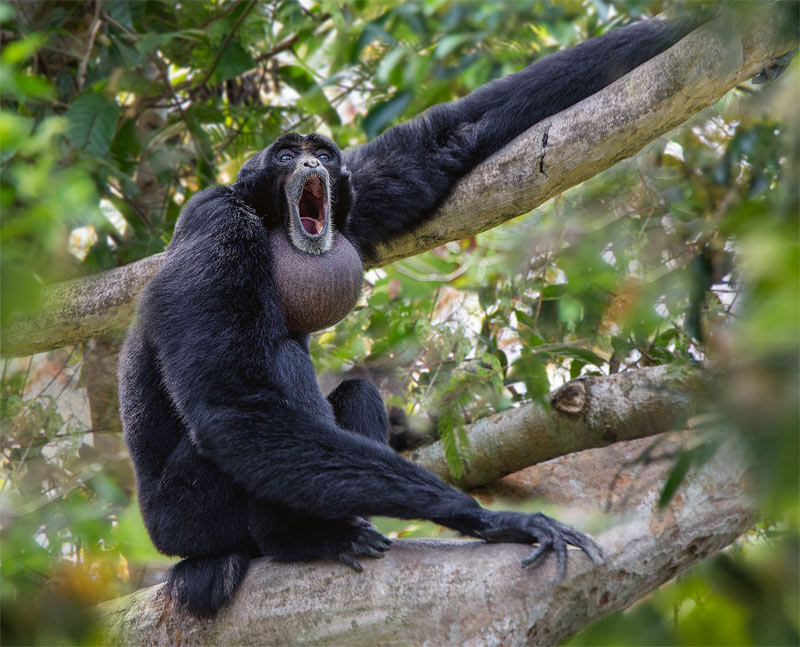 <p>Siamang</p>
