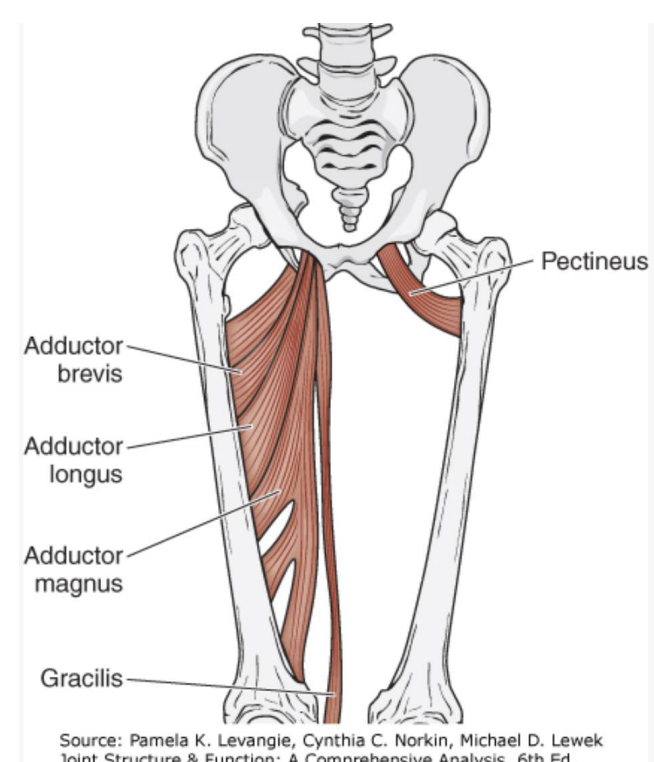 <p>pectineus, adductor longus, gracilis, adductor brevis, adductor magnus </p>