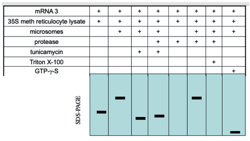 <p><span>GTP-gamma-S is a non-hydrolyzable form of GTP. When GTPase binds to GTP-gamma-S, it becomes locked in the GTP conformation. Why is the band in the last lane much smaller?</span></p><p>a. SRP is unable to bind the SRP receptor&nbsp;&nbsp;</p><p>b. The translocon is not open&nbsp;&nbsp;</p><p>c. SRP is unable to release from the ER membrane</p><p>d. SRP is unable to bind the signal peptide</p>
