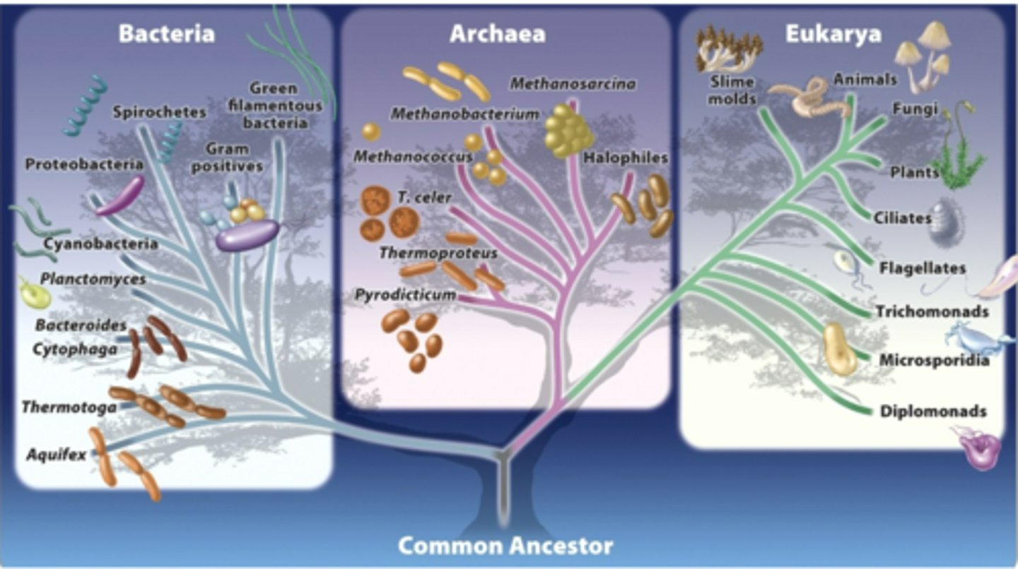 <p>Bacteria, Archaea, Eukarya</p>
