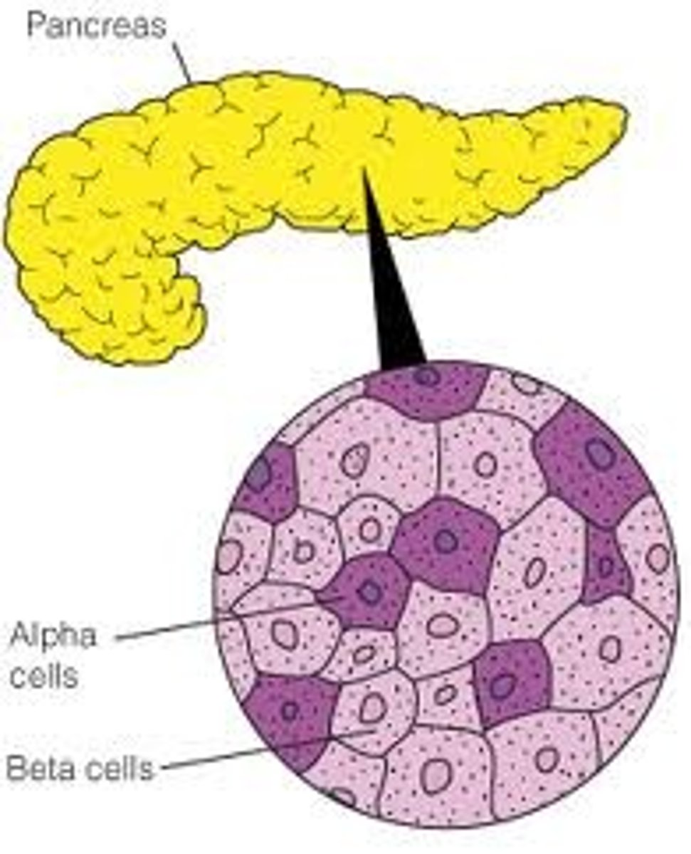 <p>The organ that monitors blood glucose concentration and produces insulin</p>