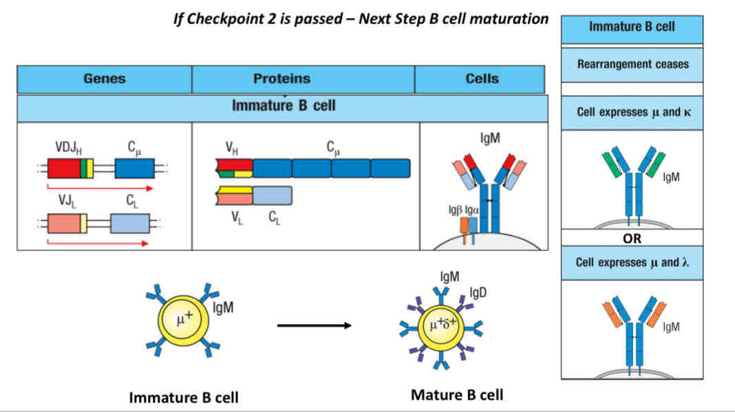 <p>If checkpoint 2 is pass → next step is B cell maturation </p>