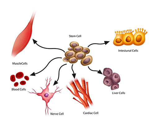 <p>undifferentiated cell that can divide to create more stem cells, or differentiate to become a specialized cell type</p>
