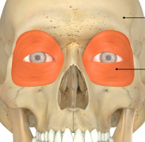 <p>origin: medial bones for orbit and frontal bone </p><p>insertion: circumference of the eye </p><p>function: closes eye </p>