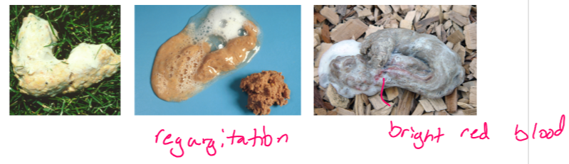 <ul><li><p>Dysphagia - <strong>present </strong></p></li><li><p>ability to drink - <strong>poor </strong></p></li><li><p>attempts to swallow - <strong>multiple </strong></p></li><li><p>pain on swallowing - possible </p></li><li><p>abdominal contractions - absent </p></li><li><p>time after eating - <strong>immediate </strong></p></li><li><p>food - <strong>undigested; tubular; foamy saliva </strong></p></li><li><p>bile (yellow) - <strong>absent </strong></p></li><li><p>blood - <strong>bright red </strong></p></li><li><p>hair, plant, other - possible </p></li></ul><p>complications: </p><ul><li><p>aspiration pneumonia - <strong>common </strong></p></li><li><p>fluid/electrolyte imbalance - unlikely </p></li></ul><p></p>