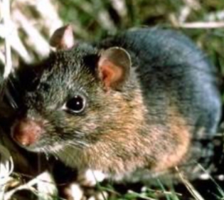 <p>Neotoma floridana</p>